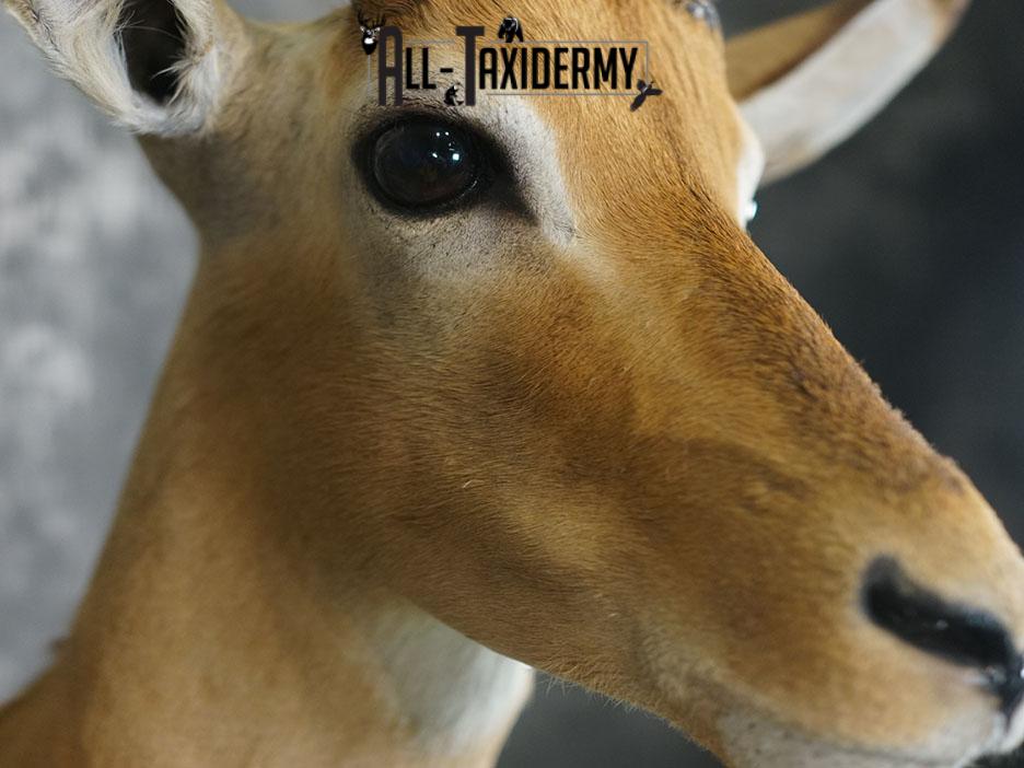 African Impala taxidermy shoulder mount SKU 2368 - Image 7