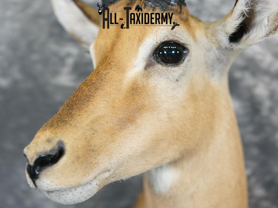 African Impala taxidermy shoulder mount SKU 2368 - Image 6