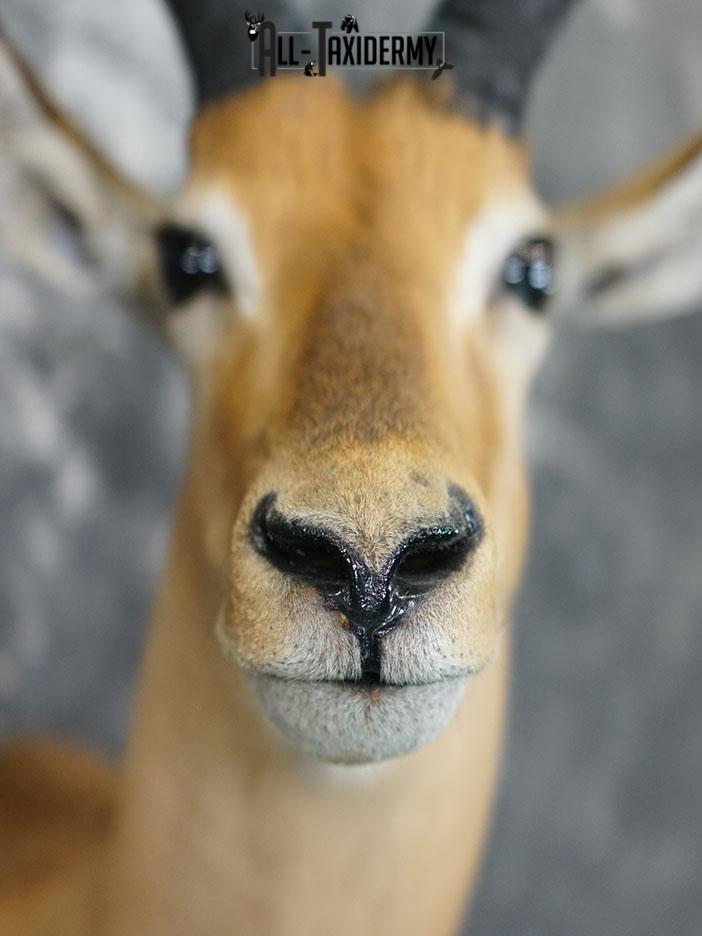 African Impala taxidermy shoulder mount SKU 2368 - Image 8