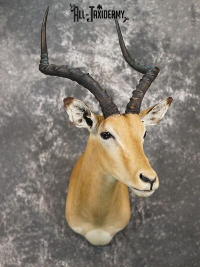 African Impala taxidermy shoulder mount SKU 2367