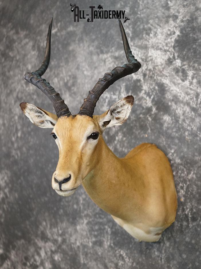 African Impala taxidermy shoulder mount SKU 2367 - Image 2