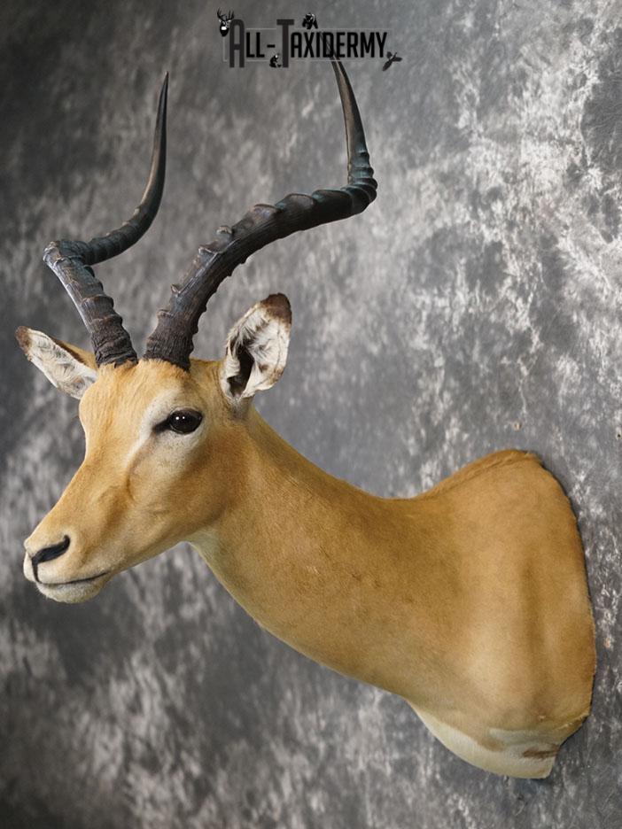 African Impala taxidermy shoulder mount SKU 2367 - Image 5