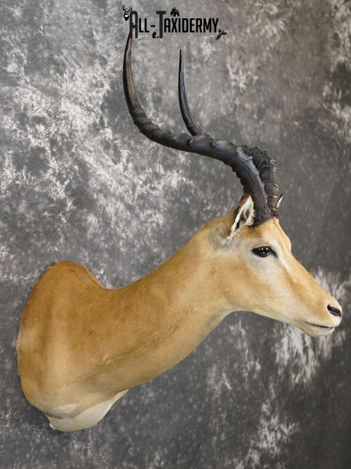 African Impala taxidermy shoulder mount SKU 2367 - Image 4