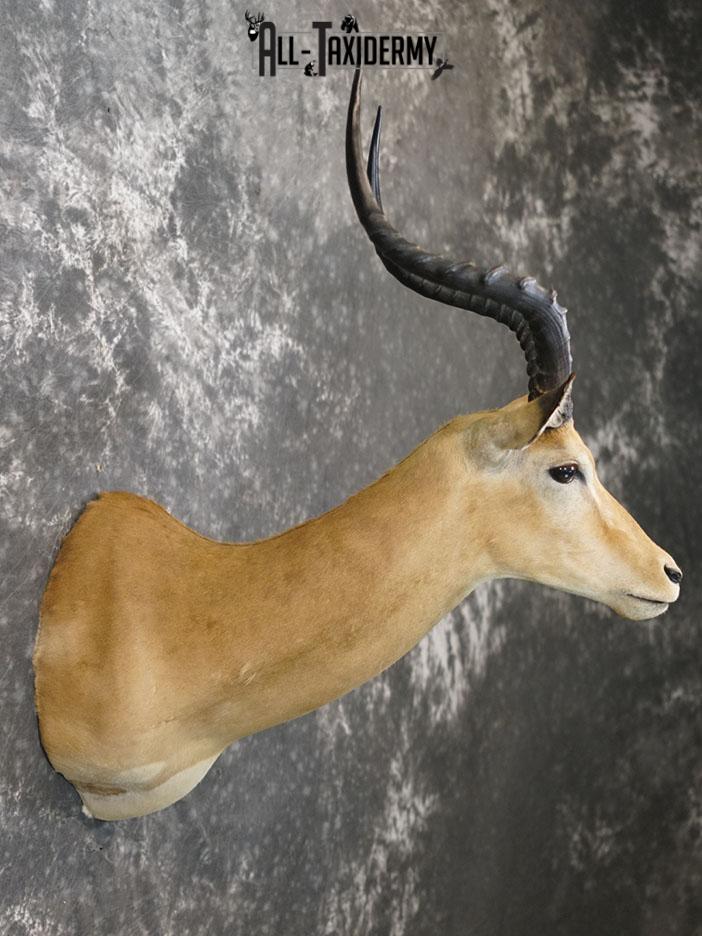 African Impala taxidermy shoulder mount SKU 2367 - Image 3