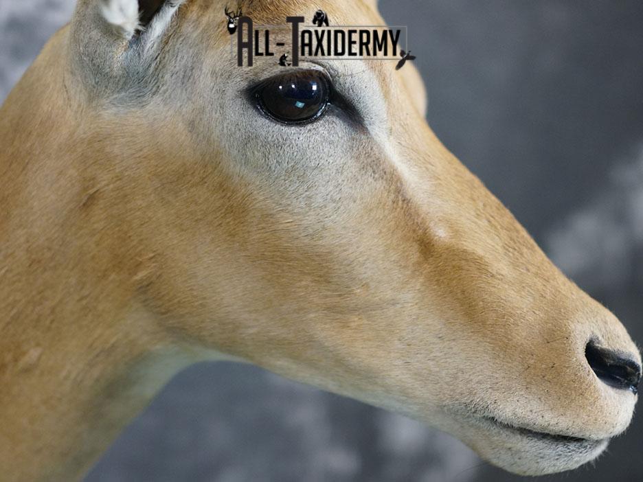 African Impala taxidermy shoulder mount SKU 2367 - Image 6