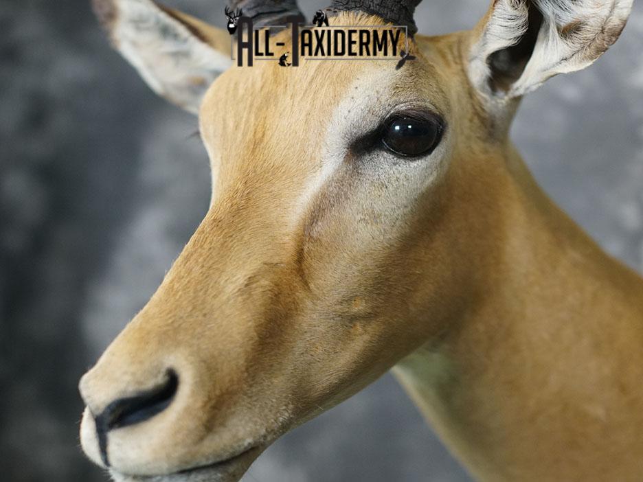 African Impala taxidermy shoulder mount SKU 2367 - Image 7