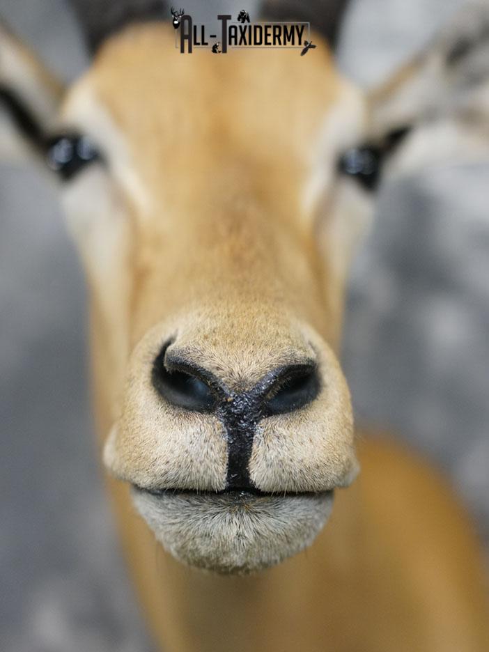 African Impala taxidermy shoulder mount SKU 2367 - Image 8