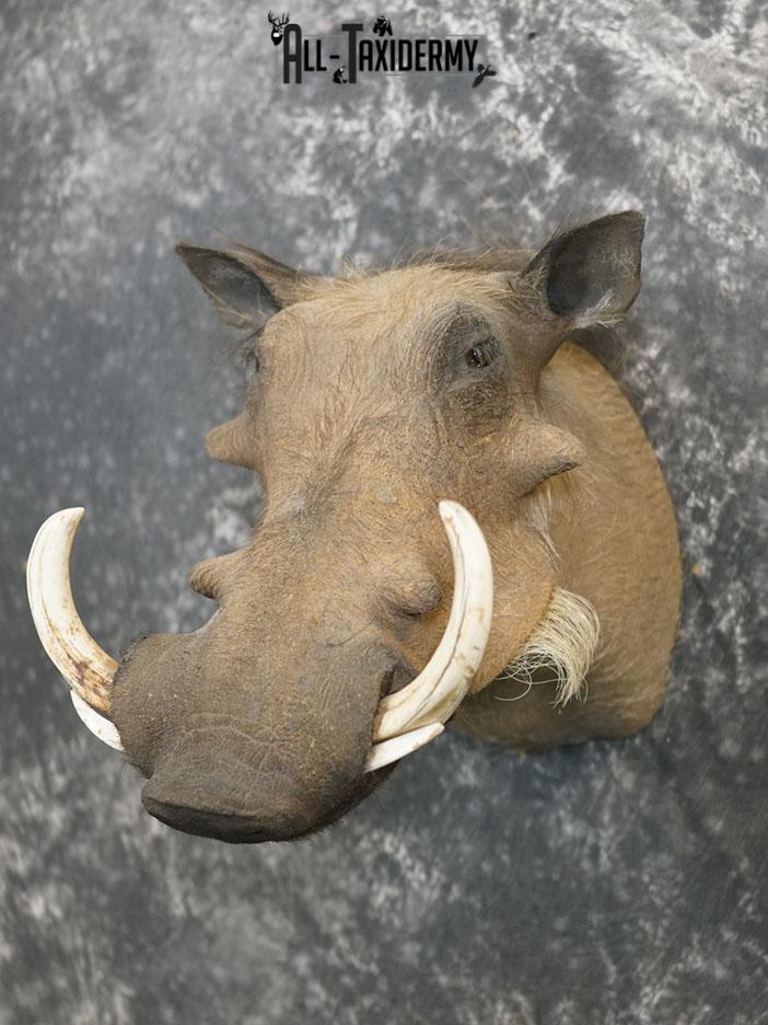 African Warthog taxidermy shoulder mount SKU 2366