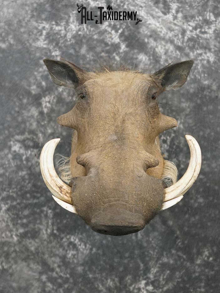 African Warthog taxidermy shoulder mount SKU 2366 - Image 8