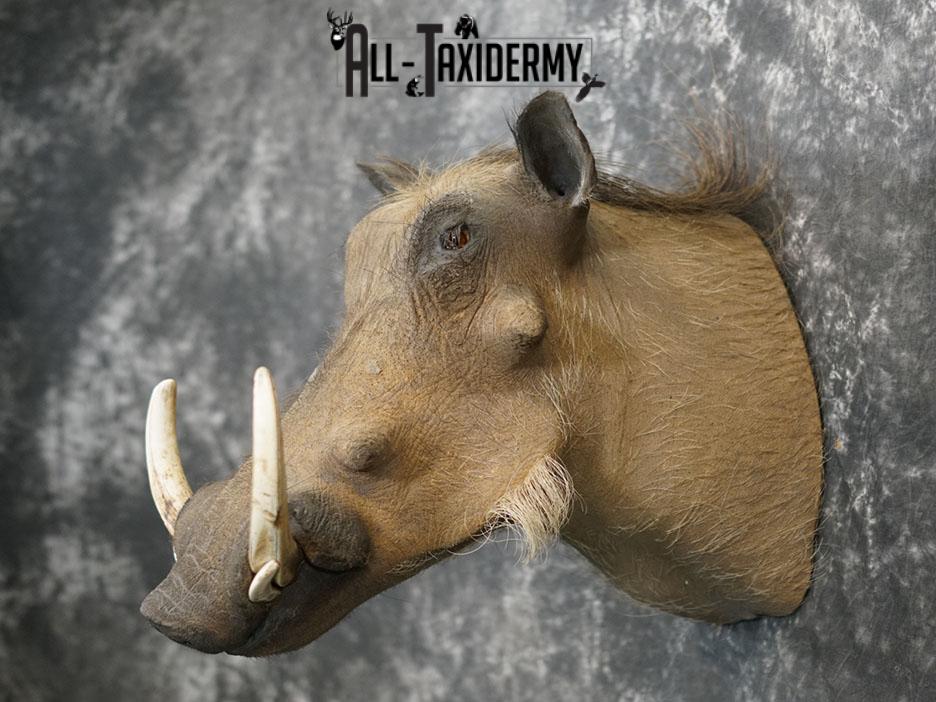 African Warthog taxidermy shoulder mount SKU 2366 - Image 7