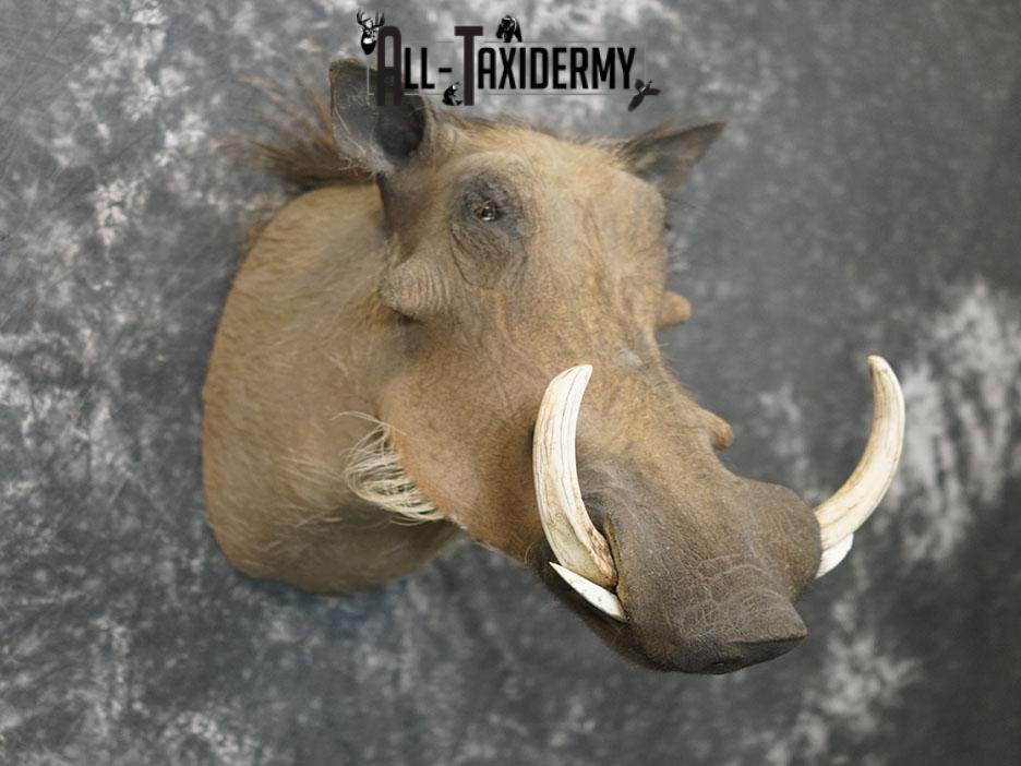 African Warthog taxidermy shoulder mount SKU 2366 - Image 6