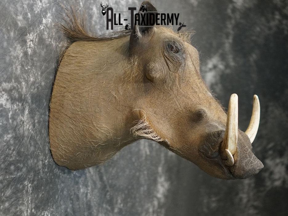 African Warthog taxidermy shoulder mount SKU 2366 - Image 5