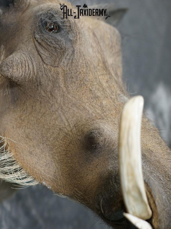 African Warthog taxidermy shoulder mount SKU 2366 - Image 4