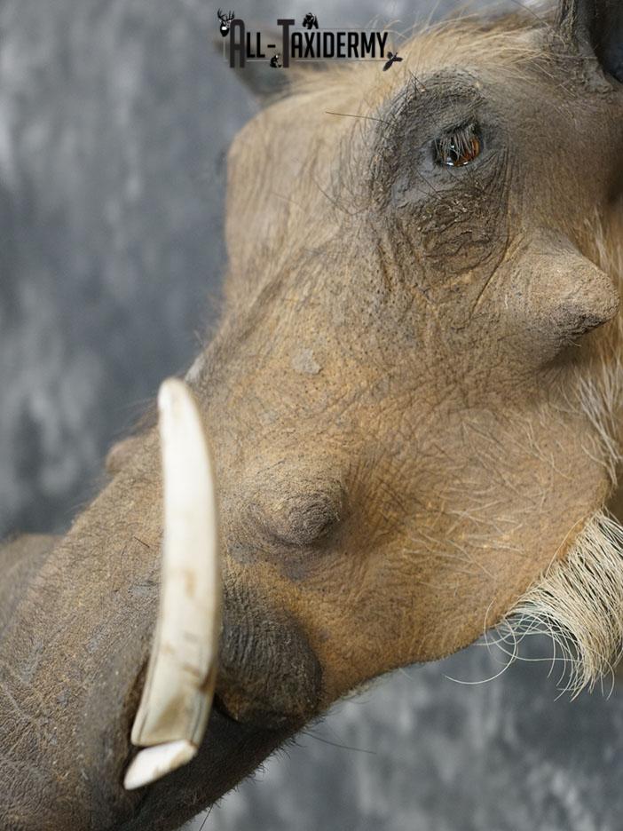 African Warthog taxidermy shoulder mount SKU 2366 - Image 3