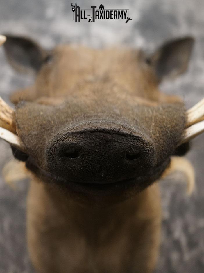 African Warthog taxidermy shoulder mount SKU 2366 - Image 9
