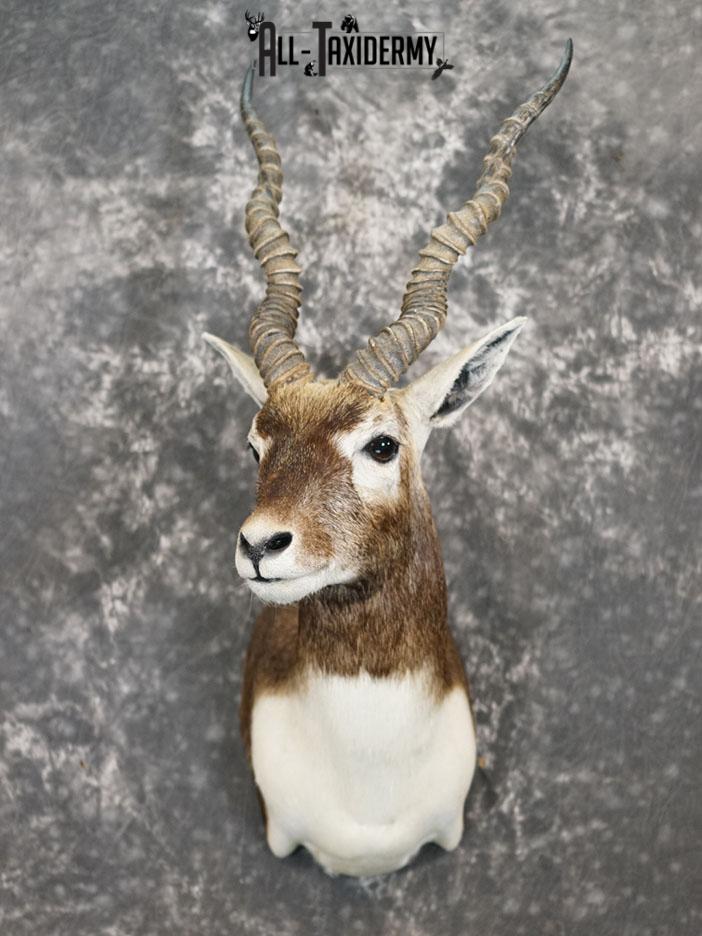 Black Buck taxidermy shoulder mount SKU 2365 - Image 2