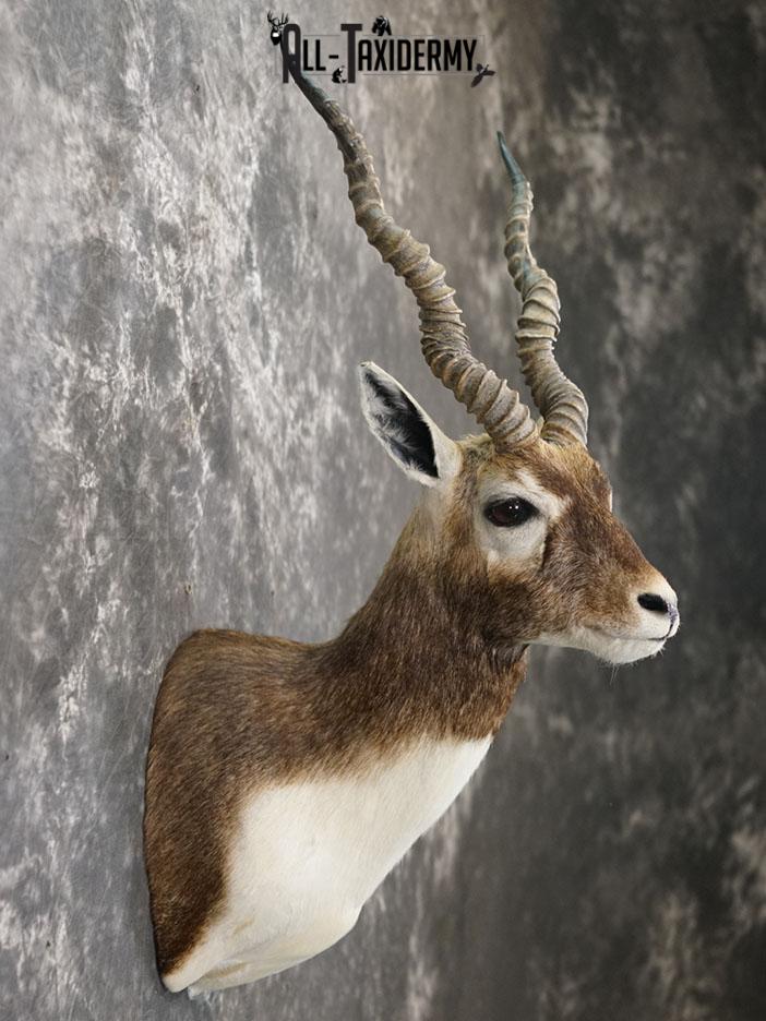 Black Buck taxidermy shoulder mount SKU 2365 - Image 3