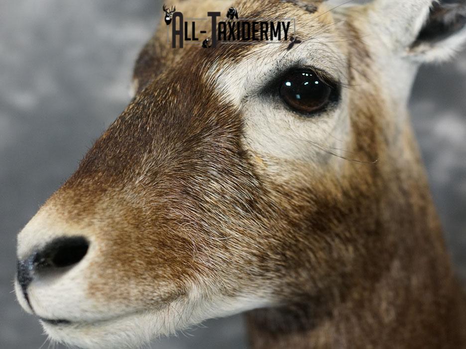 Black Buck taxidermy shoulder mount SKU 2365 - Image 8