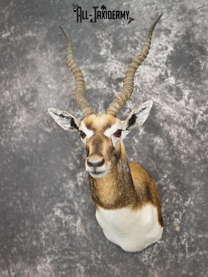 Himalayan Black buck taxidermy shoulder mount SKU 2363