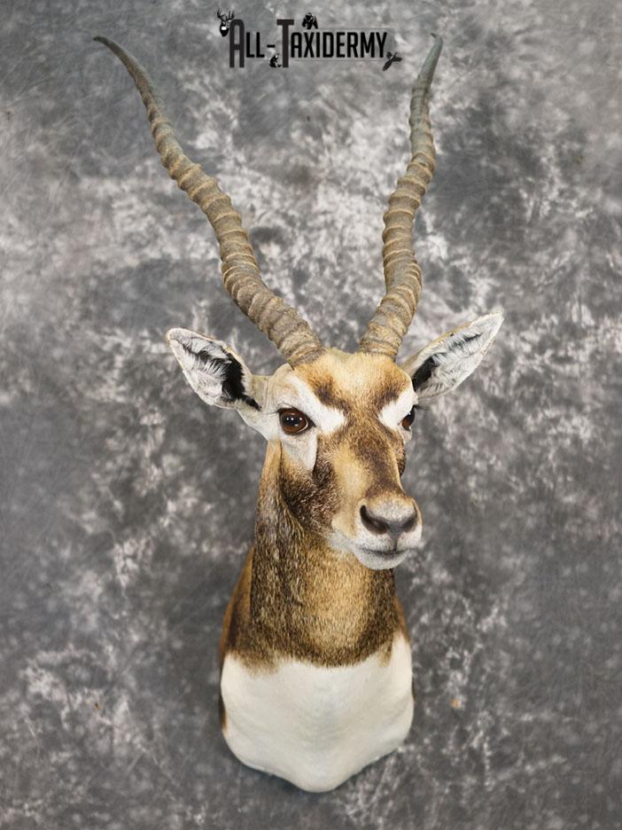 Himalayan Black buck taxidermy shoulder mount SKU 2363 - Image 2