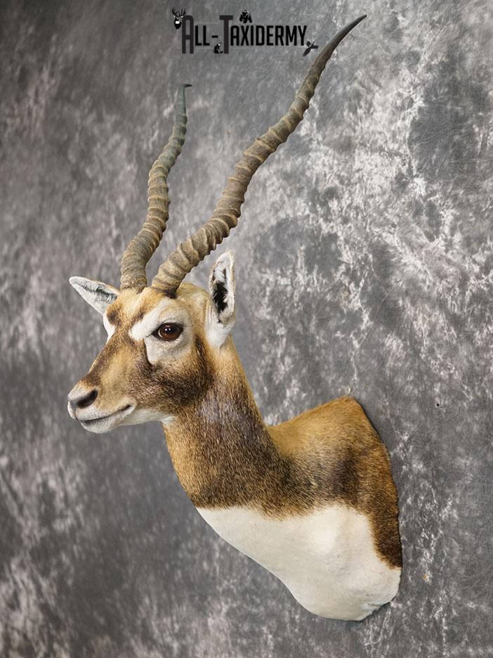 Himalayan Black buck taxidermy shoulder mount SKU 2363 - Image 5