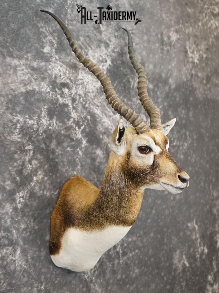 Himalayan Black buck taxidermy shoulder mount SKU 2363 - Image 4