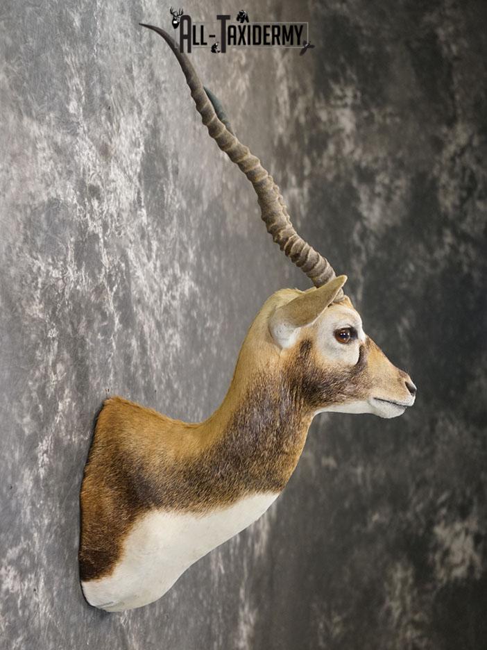 Himalayan Black buck taxidermy shoulder mount SKU 2363 - Image 3