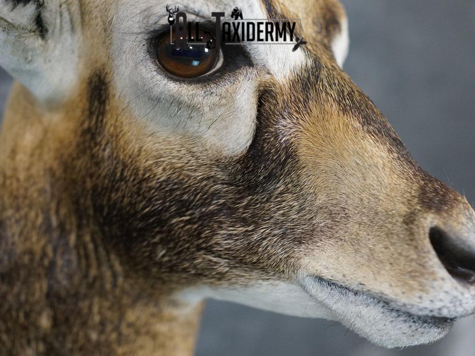 Himalayan Black buck taxidermy shoulder mount SKU 2363 - Image 8