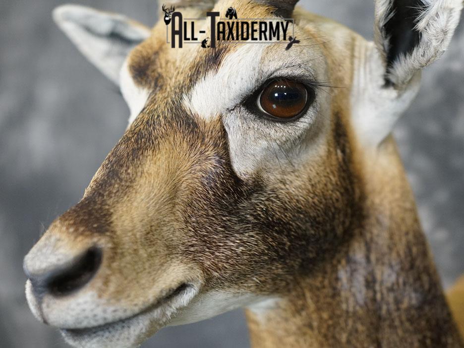 Himalayan Black buck taxidermy shoulder mount SKU 2363 - Image 6