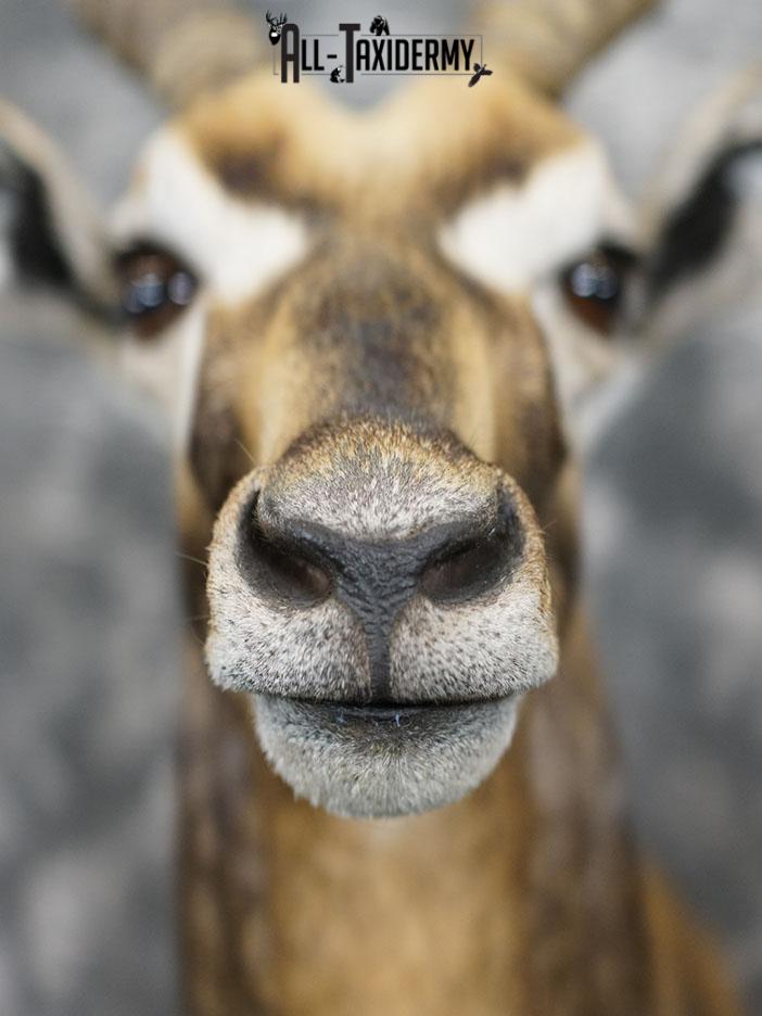 Himalayan Black buck taxidermy shoulder mount SKU 2363 - Image 7