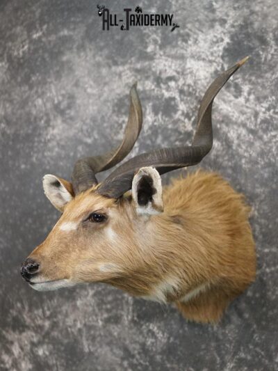 African Sitatunga Shoulder taxidermy mount SKU 2364