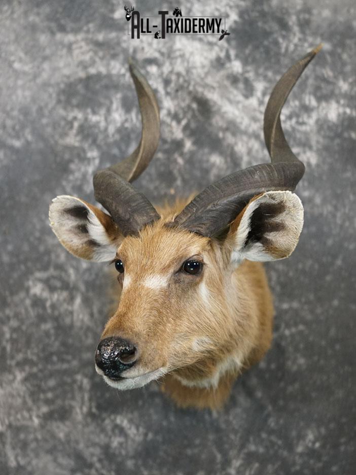 African Sitatunga Shoulder taxidermy mount SKU 2364 - Image 6