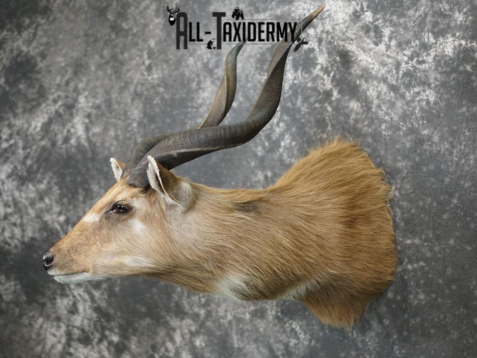 African Sitatunga Shoulder taxidermy mount SKU 2364 - Image 5