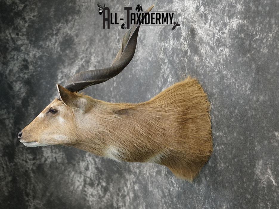 African Sitatunga Shoulder taxidermy mount SKU 2364 - Image 4