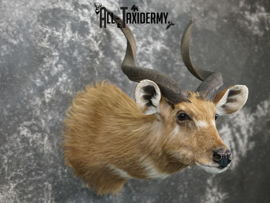 African Sitatunga Shoulder taxidermy mount SKU 2364 - Image 3