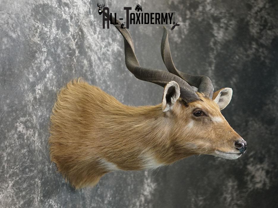African Sitatunga Shoulder taxidermy mount SKU 2364 - Image 2