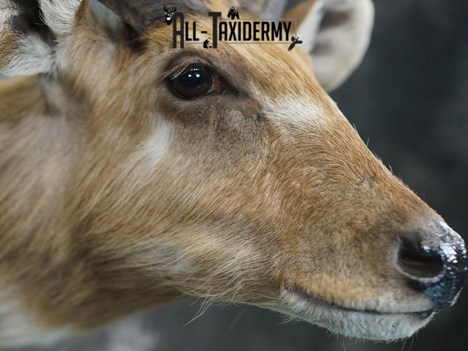 African Sitatunga Shoulder taxidermy mount SKU 2364 - Image 7