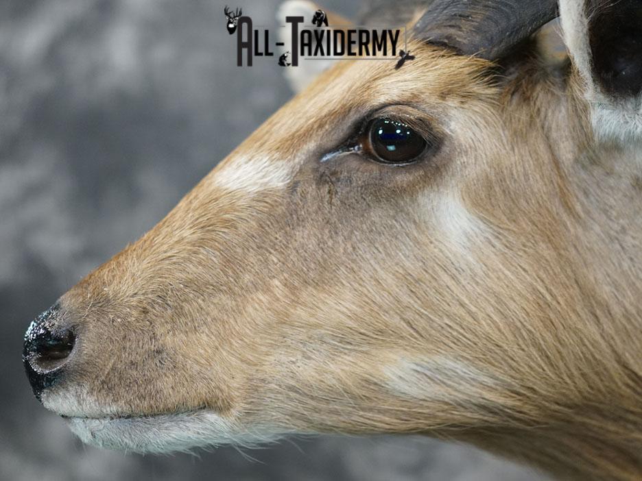 African Sitatunga Shoulder taxidermy mount SKU 2364 - Image 8