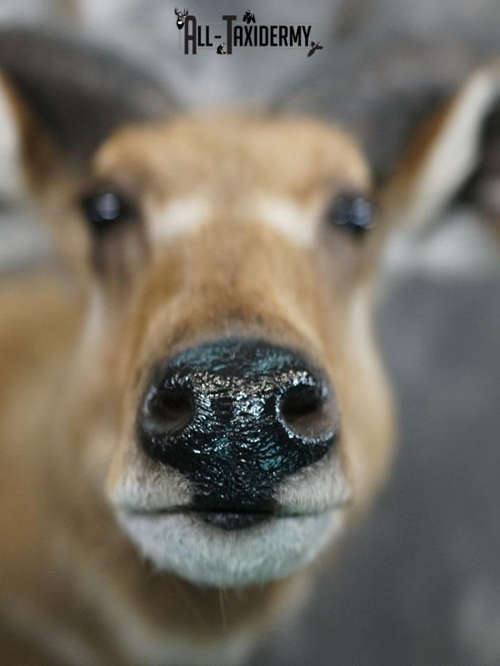 African Sitatunga Shoulder taxidermy mount SKU 2364 - Image 9