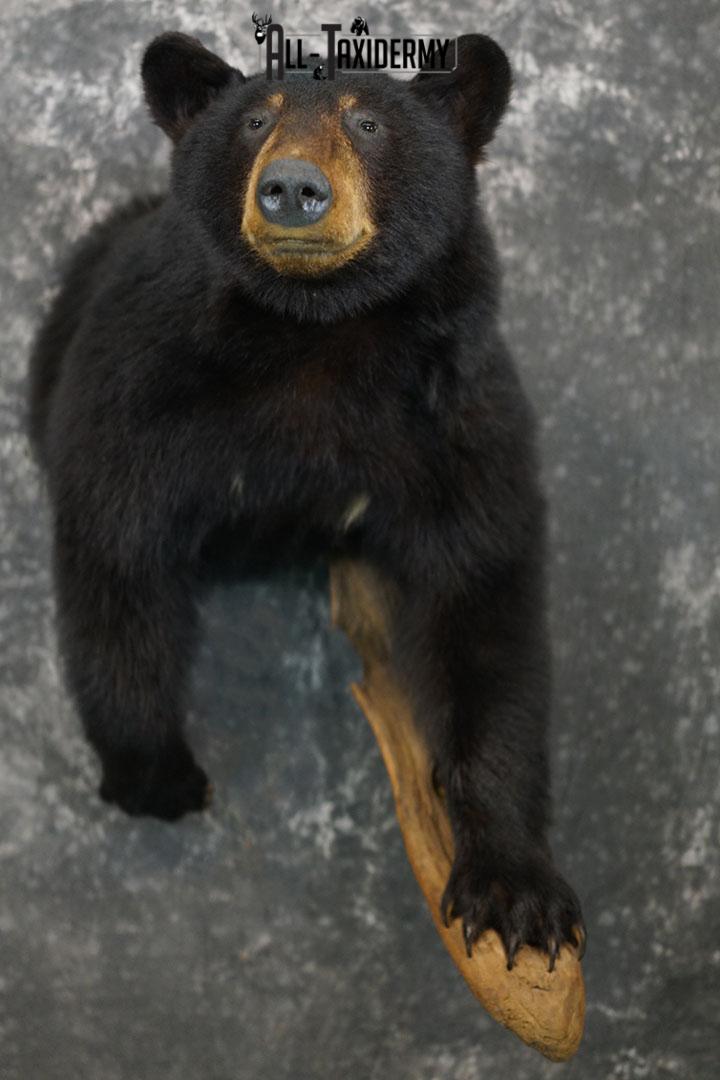 1/2 Body Black bear taxidermy mount SKU 2358