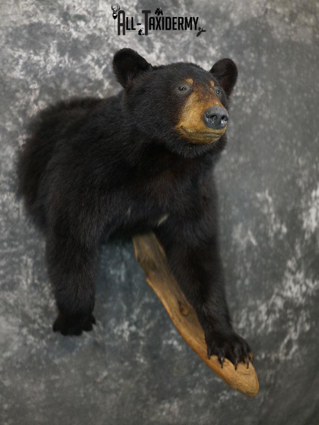 1/2 Body Black bear taxidermy mount SKU 2358 - Image 2