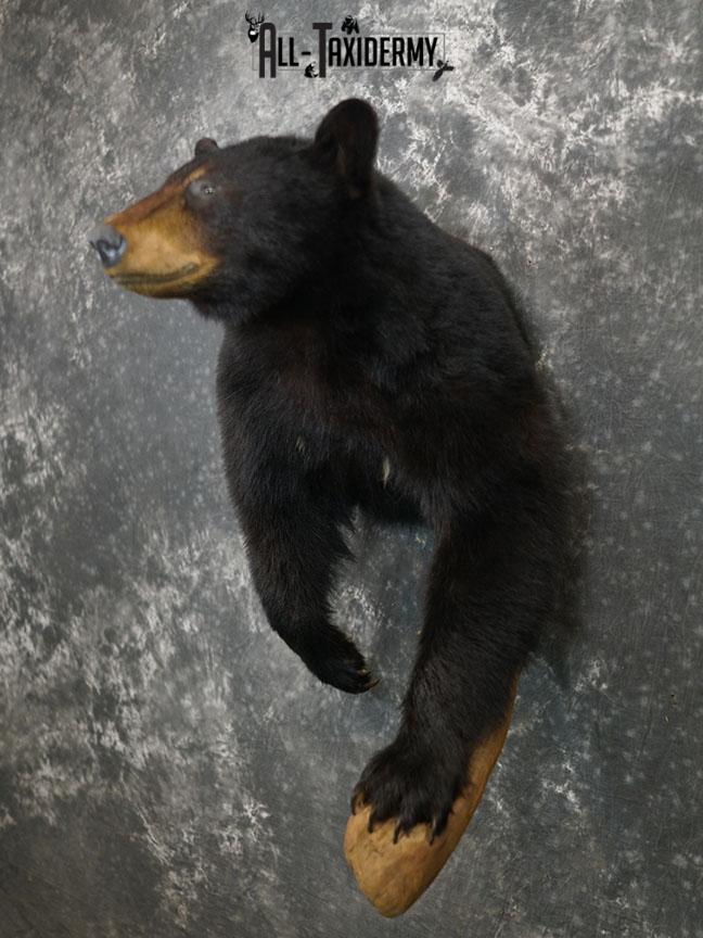 1/2 Body Black bear taxidermy mount SKU 2358 - Image 9