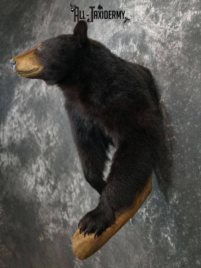 1/2 Body Black bear taxidermy mount SKU 2358 - Image 8