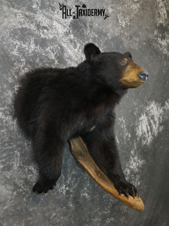 1/2 Body Black bear taxidermy mount SKU 2358 - Image 7
