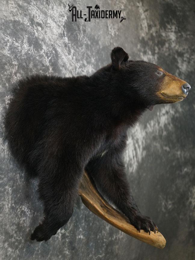 1/2 Body Black bear taxidermy mount SKU 2358 - Image 6