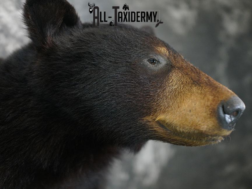 1/2 Body Black bear taxidermy mount SKU 2358 - Image 5