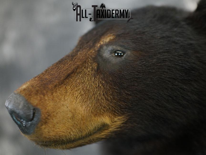 1/2 Body Black bear taxidermy mount SKU 2358 - Image 4