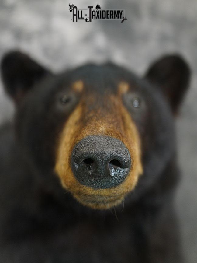 1/2 Body Black bear taxidermy mount SKU 2358 - Image 3