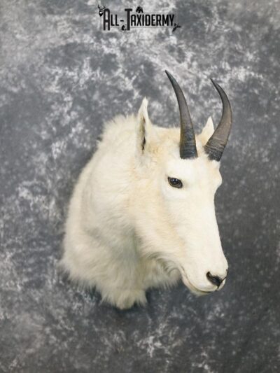 Mountain Goat taxidermy shoulder mount SKU 2360