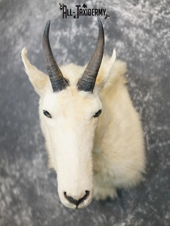 Mountain Goat taxidermy shoulder mount SKU 2360 - Image 2